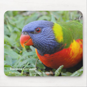 Regenbogen Lorikeet Mousepad