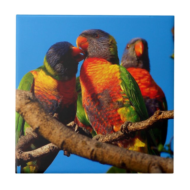 Regenbogen Lorikeet quadratische Fliese (Vorderseite)