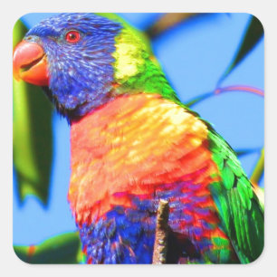Regenbogen lorikeet quadratischer aufkleber