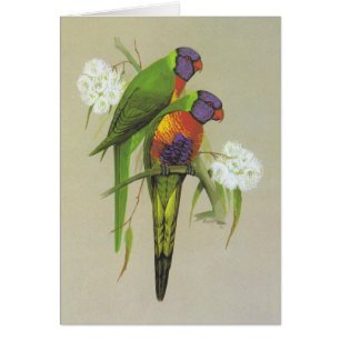 Regenbogen Lorikeet - Trichoglossus haematodus