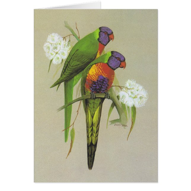 Regenbogen Lorikeet - Trichoglossus haematodus (Vorne)