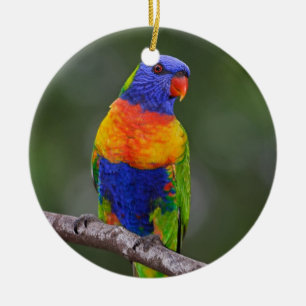 Regenbogen Lorikeet Trichoglossus Haematodus Keramikornament