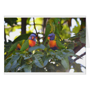 Regenbogen Lorikeets
