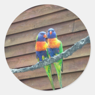 Regenbogen Lorikeets Aufkleber