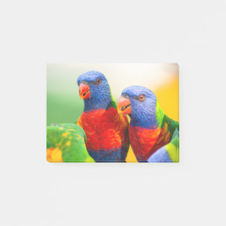 Regenbogen lorikeets post-it klebezettel