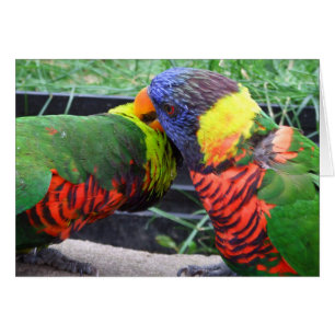 Regenbogen Lorikeets putzende Karte