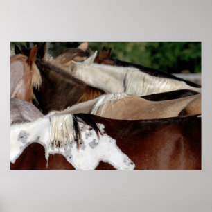 Regenbogen-Pferde Poster