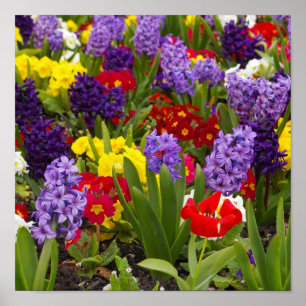 Regenbogen-Sammlung Poster