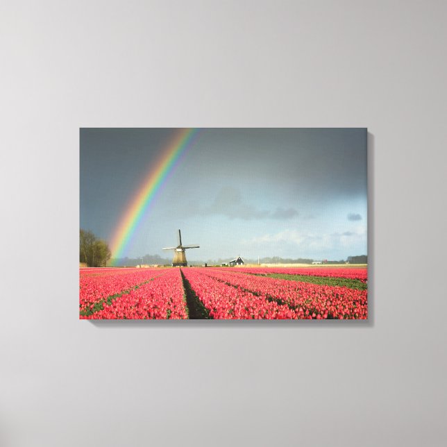 Regenbogen, Tulpen und Leinwand von Windmühle (Vorderseite)