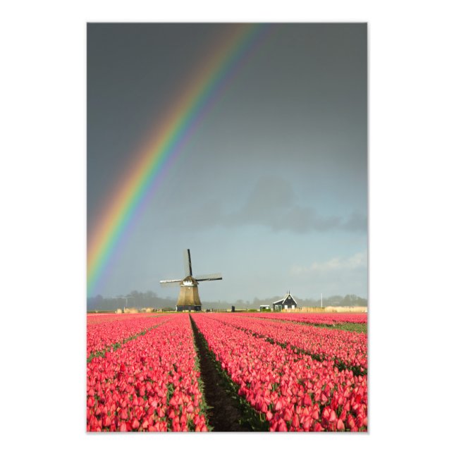 Regenbogen, Tulpen und Windmühle Fotodruck (Vorne)