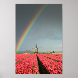 Regenbogen, Tulpen und Windmühle Poster
