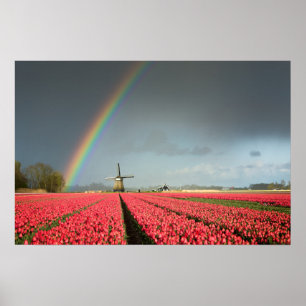Regenbogen-, Tulpen- und Windmühlenposter Poster