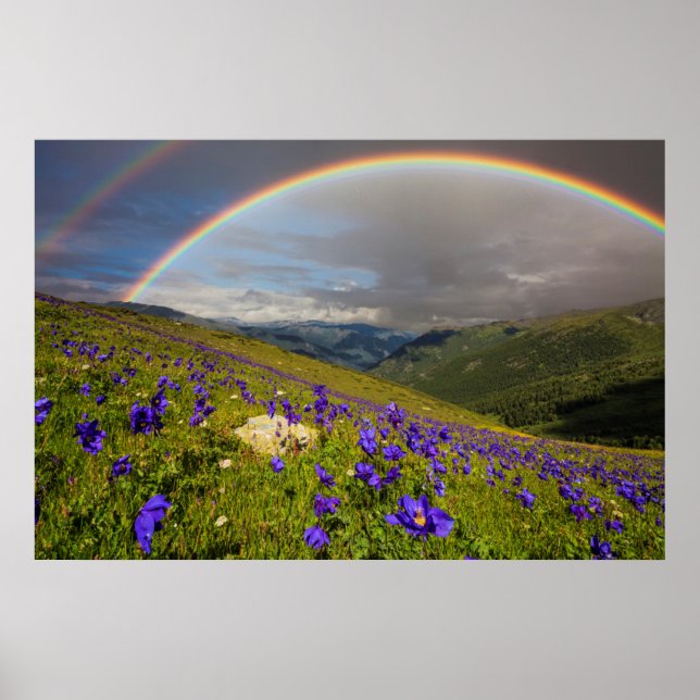 Regenbogen über einer blühenden Wiese Poster (Vorne)