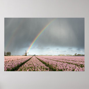 Regenbogen über Hyazinthen und einer Windmühle in Poster