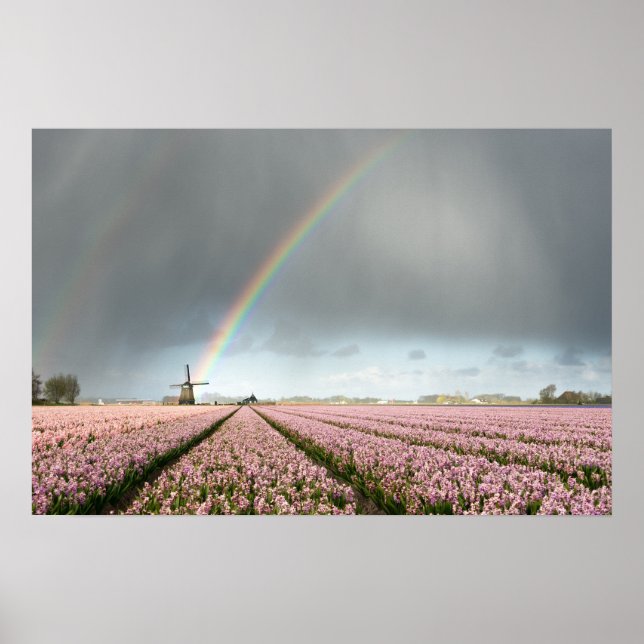 Regenbogen über Hyazinthen und einer Windmühle in  Poster (Vorne)