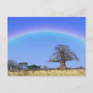 Regenbogen und Afrikanischer Affenbrotbaum, Adanso Postkarte