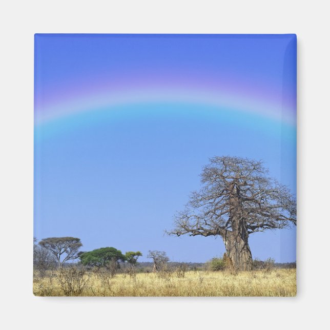 Regenbogen und afrikanischer Baobab-Baum, Adansoni Magnet (Vorne)