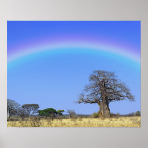 Regenbogen und afrikanischer Baobabbaum, Adansonia Poster