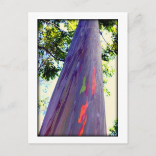 Regenbogenbaum Postkarte