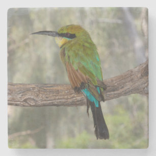 Regenbogenbienenfresser, Australien Steinuntersetzer