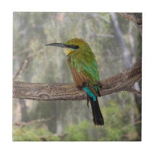 Regenbogenbienenfresser Vogel, Australien Fliese