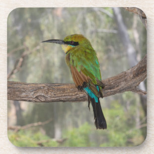 Regenbogenbienenfresser Vogel, Australien Getränkeuntersetzer