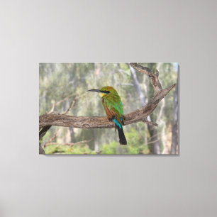 Regenbogenbienenfresser Vogel, Australien Leinwanddruck