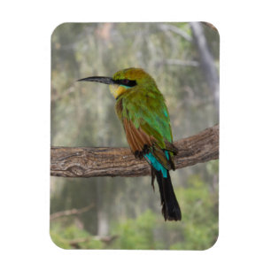 Regenbogenbienenfresser Vogel, Australien Magnet