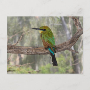 Regenbogenbienenfresser Vogel, Australien Postkarte