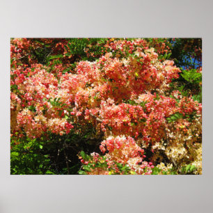 Regenbogenduschbaum Poster
