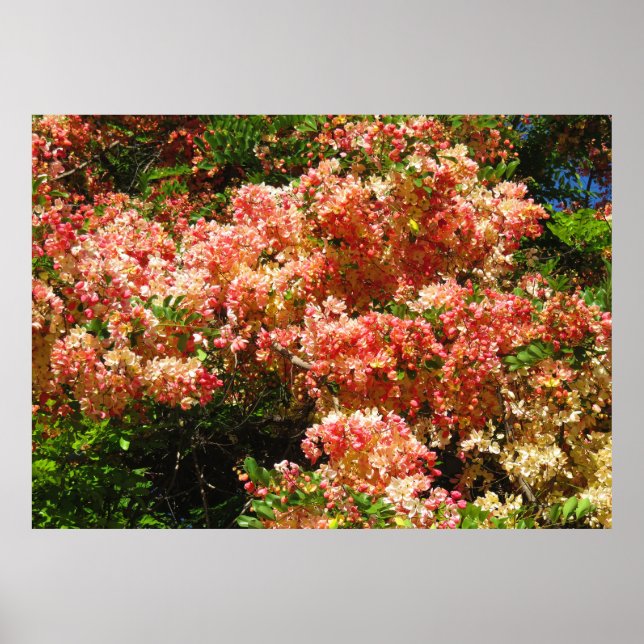 Regenbogenduschbaum Poster (Vorne)