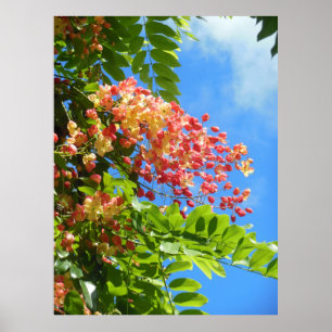 Regenbogenduschbaum Poster