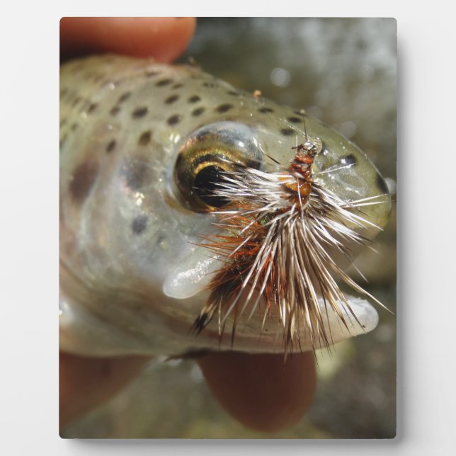Regenbogenforelle-Foto Fotoplatte (Vorderseite)