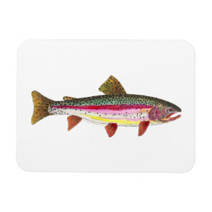 Regenbogenforelle Magnet