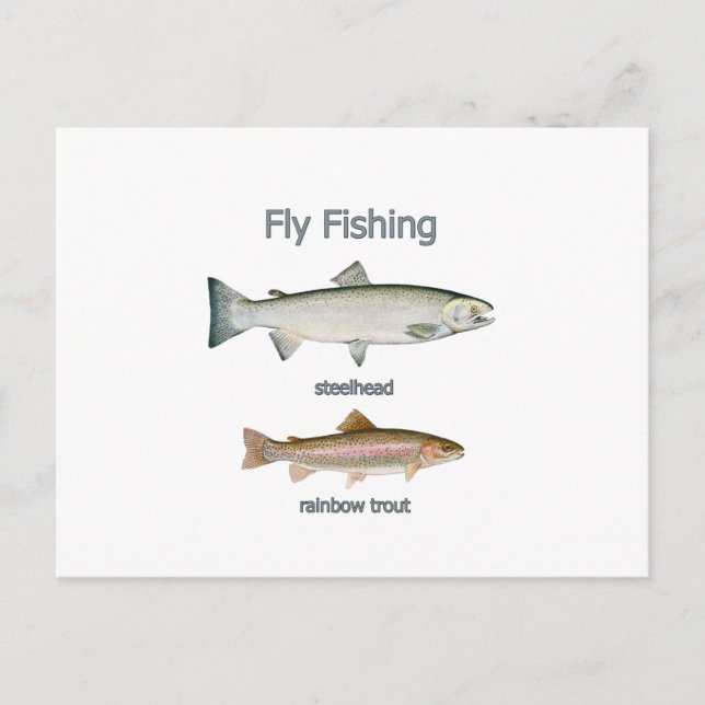 Regenbogenforelle - Steelhead Postkarte (Vorderseite)