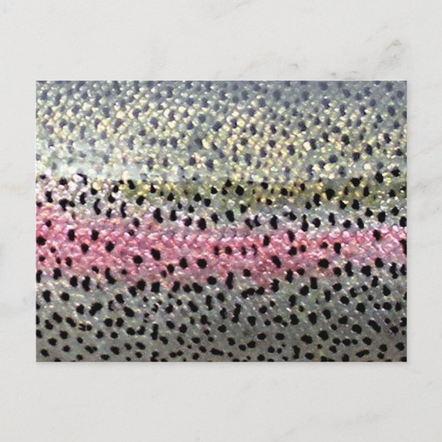 Regenbogenforelle von PatternWear© Postkarte (Vorderseite)