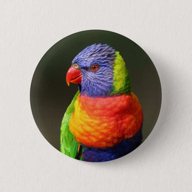 Regenbogenlori Button (Vorderseite)