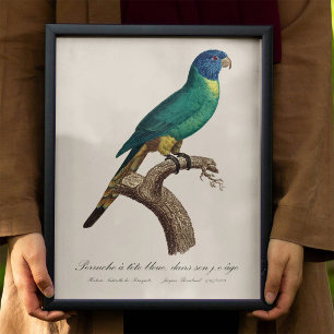 Regenbogenlori, Jungtier Fotodruck