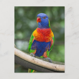 Regenbogenlori-Porträt Postkarte