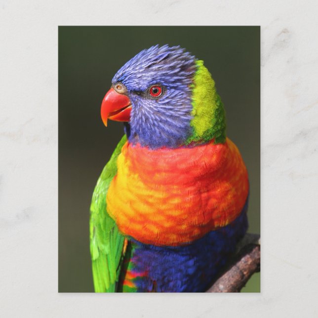 Regenbogenlori Postkarte (Vorderseite)