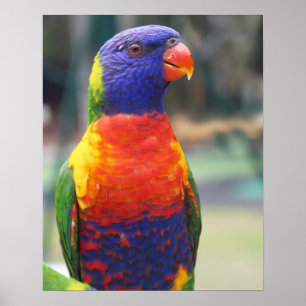 Regenbogenlori (Trichoglossus haematodus 2 Poster