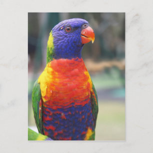 Regenbogenlori (Trichoglossus haematodus 2 Postkarte