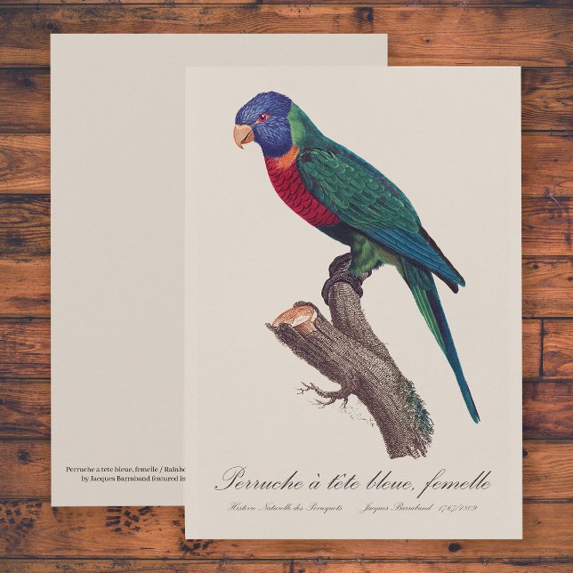 Regenbogenlori-Weibchen, Trichoglossus moluccanus Dankeskarte (Perruche a tete bleue, femelle / Rainbow lorikeet, female. Thank You Card)