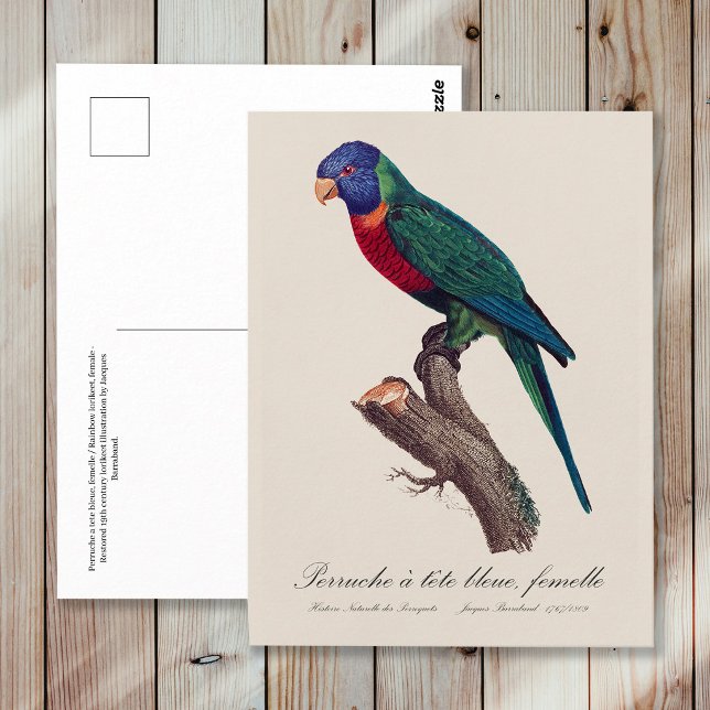 Regenbogenlori-Weibchen, Trichoglossus moluccanus Postkarte (Perruche a tete bleue, femelle / Rainbow lorikeet, female. Postcard)