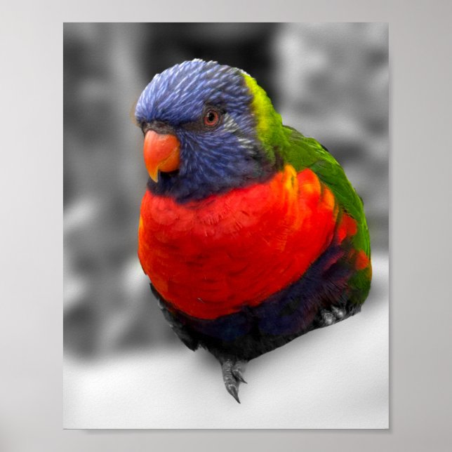 Regenbogenlorikit  poster (Vorne)