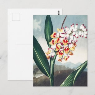Regency-Stil Weiß Gelbe Exotische Blumen Dekor Postkarte