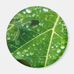 Regenfälle auf dem tropischen Grünpapayasailef Magnet