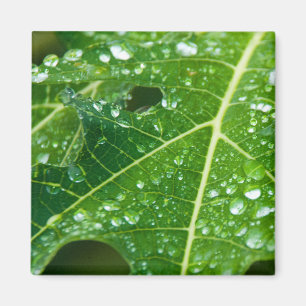 Regenfälle auf dem tropischen Grünpapayasailef Magnet