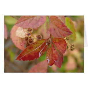 Regenfälle auf den Herbstblättern