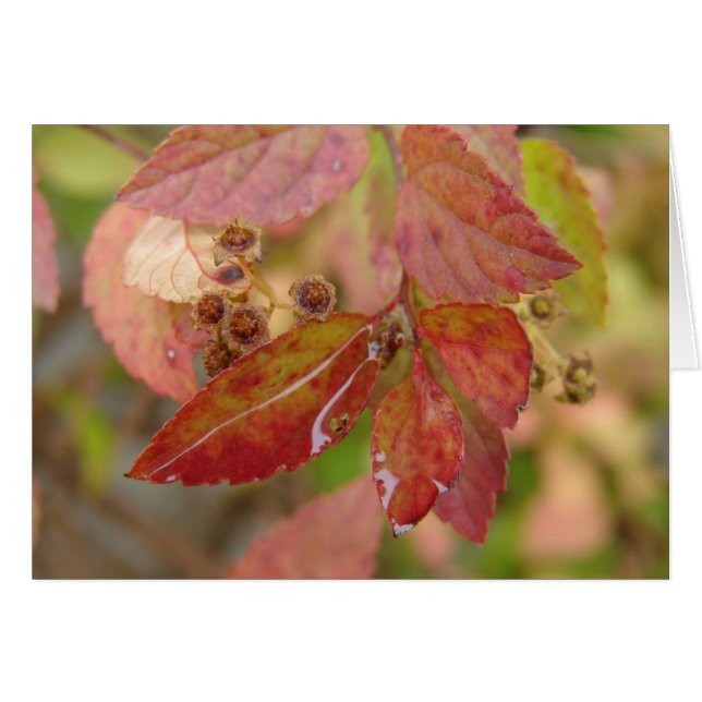 Regenfälle auf den Herbstblättern (Vorderseite (Horizontal))